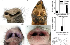 Anatomia funkcjonalna wąsów na trąbie słonia