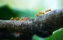 Największe szkodniki świata dotarły do Europy. Tych mrówek nie da się wytępić