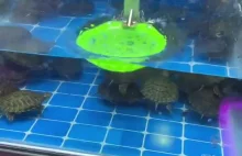 Automaty z żywymi zwierzętami w Chinach. Komuś żółwika?