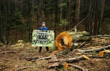 Greenpeace: PiS manipuluje. Lasy Państwowe wycinają drzewa w Puszczy Karpackiej