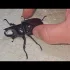 Syczący agresywny chrząszcz