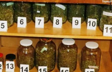 Cieszyn: Policja zabezpieczyła rośliny i 2,5 kg suszu marihuany
