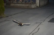 Kaczka leciała z nadmierną prędkością. Fotoradar złapał nietypowego pirata