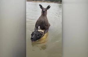 Starł się z kangurem, który próbował utopić jego psa