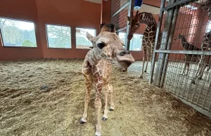 W chorzowskim zoo urodziła się mała żyrafka. Nic słodszego dzisiaj nie zobaczysz