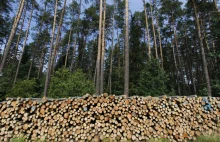 Rząd ukróci eksport drewna do Chin