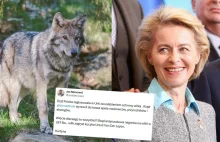 Wilk zagryzł kucyka Ursuli von der Leyen, planuje ich odstrzał w całej EU