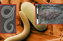Nicień powrócił do życia. Syberyjski robak był zamrożony przez tysiące lat!