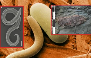 Nicień powrócił do życia. Syberyjski robak był zamrożony przez tysiące lat!