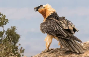 Garść ciekawostek o orłosępach brodatych (Gypaetus barbatus)