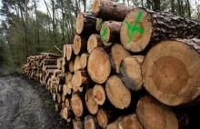 Rząd ma plan na ochronę polskiego drewna. Będą zmiany w sprzedaży surowca