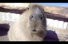 Kapibary żują gumę