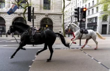 Londyn. Wściekłe konie taranują wszystko co stanie im na drodze (WIDEO)