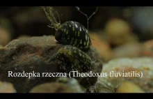 Rozdepka rzeczna - najpiękniejszy ślimak w polskich wodach