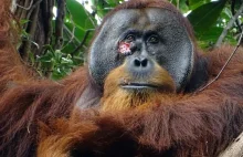 Ranny orangutan sam zrobił sobie ziołowe lekarstwo.