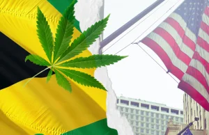 Jamajka wysyła marihuanę do USA. To pierwszy legalny eksport