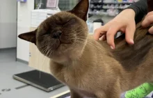 Przeżył 3000 obrotów w pralce! Superkot zadziwia świat