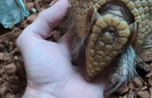 Pancernik. Jak się porusza i jak chroni