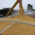 NIK ws. importu zbóż z Ukrainy: za późno, źle, nieskutecznie