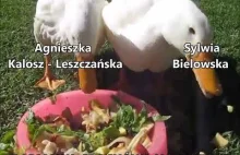 Wałbrzyskie festyniary jedzą grochówkę