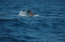 Ten wieloryb pobił rekord. Badacze są w szoku, obserwowali zwierzę przez prawie