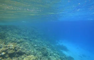 Zaskakujące odkrycie na dnie oceanu