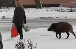 Nagrali jak "dziki gonią kobietę i próbują wyrwać jej siatkę"