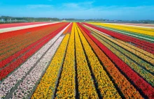 Holenderskie tulipany nadal trafiają do Rosji, bo "tulipany uszczęśliwiają ludzi