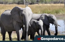 W tym roku dla pozyskania kości słoniowej zabito ponad 1 600 zwierząt