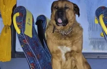 Białogard: Pies podróżował miejskim autobusem. Kierowca zadzwonił na policje