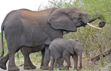 Słonie nawołują się nawzajem używając indywidualnych imion.