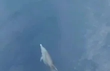 Delfin i fala dziobowa statku