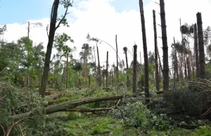 Trąba powietrzna łamała drzewa jak zapałki. Las zniknął w 15 minut