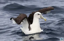 Albatros szarodzioby (Thalassarche cauta) - endemit tasmańskich wysp
