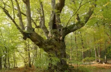 Grab zwyczajny a występowanie dziupli naturalnych w lasach gospodarczych