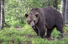 Dramatyczny spotkanie z niedźwiedziem. 26-latek nie żyje - WP Wiadomości
