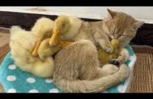 Duża kaczka poszła spać z kotkiem. Życie kaczuszek i słodkich kociaków????????????????