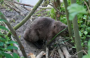 Kto inny zawinił, bobra znów oskarżyli