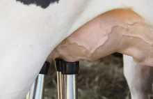 Ziaja: Do jesieni sytuacja na rynku mleka się nie poprawi