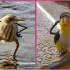 Śmieszne ptaki z dorysowanymi rękami - część 2