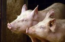 Finał głośnej sprawy, poszło o smród na wsi. Rolnik przegrał w sądzie