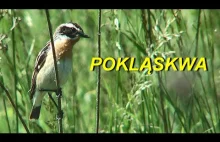 Pokląskwa (Saxicola rubetra) - ptak łąk i nieużytków