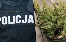 Obywatel Brazylii uprawiał marihuanę pod Krakowem