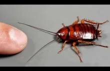 KARALUCHY - FAKTY i MITY