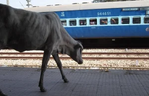 Hindusa srającego na nasyp kolejowy zabiła latająca krowa.