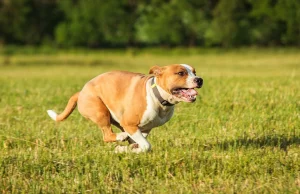 Amstaff rzucił się na nastolatkę. Tragedia w Warszawie