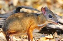 Świąteczny prezent w warszawskim zoo. Urodził się myszojeleń