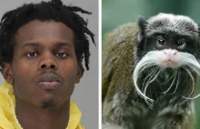 Mężczyzna oskarżony o kradzież małp z zoo "Zrobiłbym to jeszcze raz"