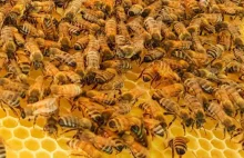 Opatentowano substancję z grzybów na najgroźniejszą zakaźną chorobę pszczół.