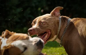Problem pogryzień przez psy przebija się do mediów mainstreamowych